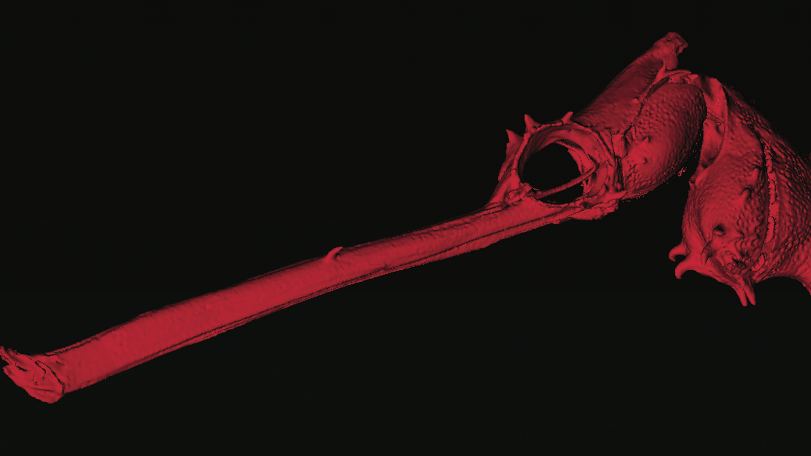 MicroCT scan of a ruby seadragon